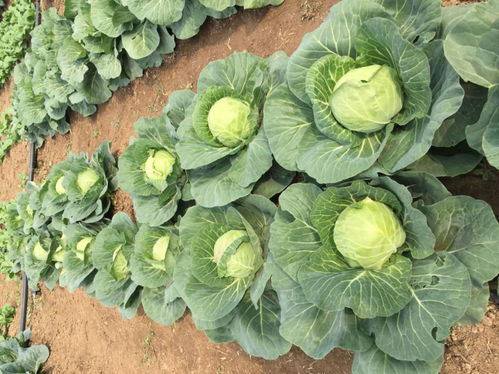 捷利亞種業 品種