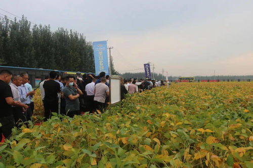 滿眼碩果 精品匯 圣豐種業(yè)集團(tuán)2020年度大豆觀摩洽談會成功召開