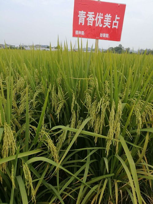 葉元林 唯有技術(shù)創(chuàng)新,才是中國(guó)種業(yè)發(fā)展的根本丨新年問(wèn)大咖