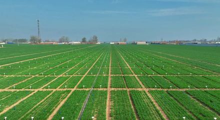 更全、更專、更廣 中國(guó)種子大會(huì)馬蘭小麥種業(yè)展示會(huì)引領(lǐng)種業(yè)創(chuàng)新