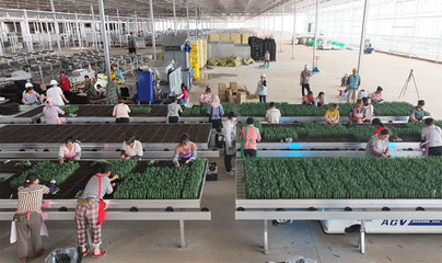 昆明市宜良縣現(xiàn)代種業(yè)項目進(jìn)入試投產(chǎn)階段