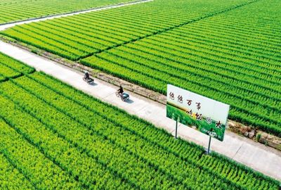 中國種業(yè)翻身仗 仍需突破的三大關(guān)鍵關(guān)隘