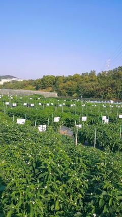 中國農(nóng)業(yè)綠色產(chǎn)業(yè)大會暨第二十屆廣東種業(yè)大會 種業(yè)創(chuàng)新與綠色發(fā)展新篇章