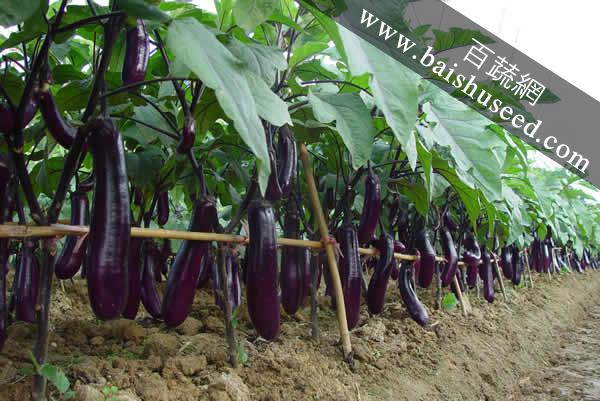 廣東粵蔬貝司特3號長茄 農(nóng)科院遲熟高產(chǎn)品種，畝產(chǎn)超5000公斤的種植優(yōu)選