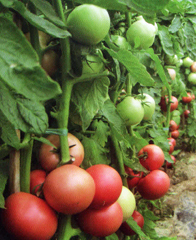 西安常豐園種業(yè)有限責(zé)任公司 種業(yè)科技，豐收之源