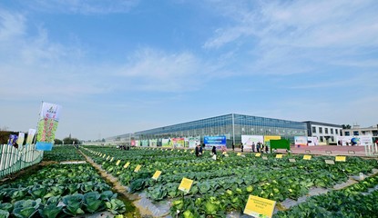 菜博會揭幕，中國南方蔬菜種業(yè)創(chuàng)新中心亮相，引領(lǐng)“菜立方”時(shí)代