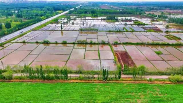 鹽堿稻浪映鵬城，科技番茄上餐桌 深圳種業(yè)力量護(hù)航國家糧食安全