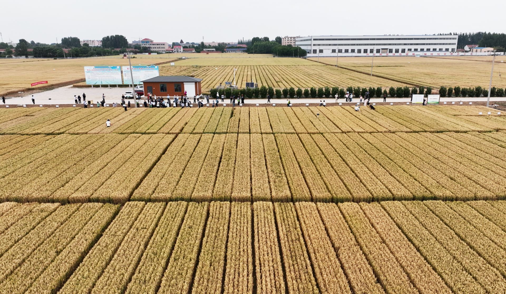 青島傾力打造種業(yè)創(chuàng)新高地 從海洋到田野的“芯”動(dòng)能